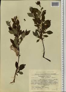 Salix pulchra Cham., Siberia, Chukotka & Kamchatka (S7) (Russia)