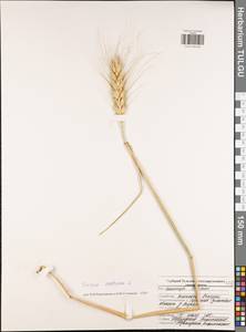 Triticum aestivum L., Eastern Europe, Central region (E4) (Russia)