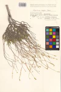 Lepidium lyratum L., Eastern Europe, Lower Volga region (E9) (Russia)