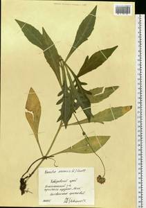 Knautia arvensis (L.) Coult., Siberia, Russian Far East (S6) (Russia)