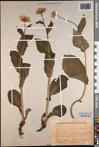 Doronicum altaicum Pall., Siberia, Altai & Sayany Mountains (S2) (Russia)