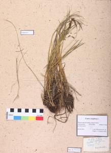 Carex cespitosa L., Siberia, Central Siberia (S3) (Russia)