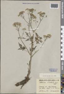 Anthriscus sylvestris (L.) Hoffm., Eastern Europe, North-Western region (E2) (Russia)