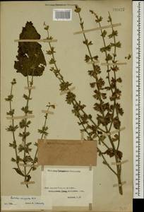 Salvia virgata Jacq., Caucasus, Georgia (K4) (Georgia)