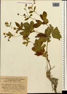 Potentilla elatior Willd. ex Schltdl., Caucasus, South Ossetia (K4b) (South Ossetia)