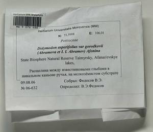 Husnotiella asperifolia (Mitt.) J.A. Jiménez & M.J. Cano, Bryophytes, Bryophytes - Krasnoyarsk Krai, Tyva & Khakassia (B17) (Russia)