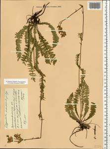 Filipendula vulgaris Moench, Eastern Europe, North Ukrainian region (E11) (Ukraine)