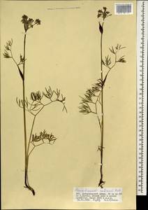 Ostericum tenuifolium (Pall. ex Spreng.) Y.C.Chu, Mongolia (MONG) (Mongolia)