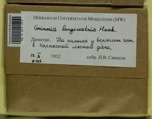 Grimmia longirostris Hook., Bryophytes, Bryophytes - North Caucasus & Ciscaucasia (B12) (Russia)
