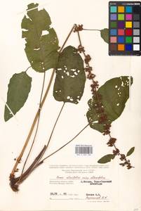 Rumex obtusifolius L., Eastern Europe, Moscow region (E4a) (Russia)