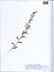 Genista tinctoria subsp. tinctoria, Caucasus, Black Sea Shore (from Novorossiysk to Adler) (K3) (Russia)
