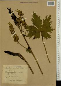 Aconitum orientale Mill., Caucasus, Krasnodar Krai & Adygea (K1a) (Russia)