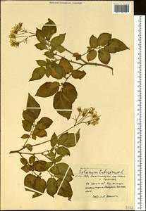 Solanum tuberosum L., Siberia, Western Siberia (S1) (Russia)