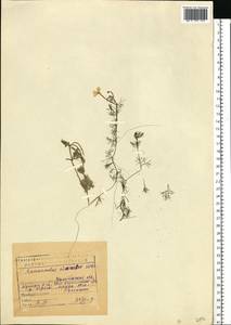 Ranunculus circinatus Sibth., Eastern Europe, Eastern region (E10) (Russia)