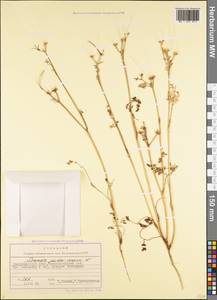 Scandix pecten-veneris L., Caucasus, Black Sea Shore (from Novorossiysk to Adler) (K3) (Russia)
