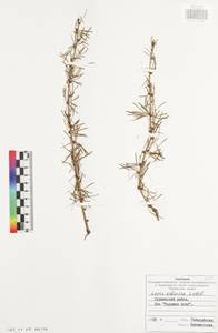 Larix sibirica Ledeb., Eastern Europe, Central region (E4) (Russia)