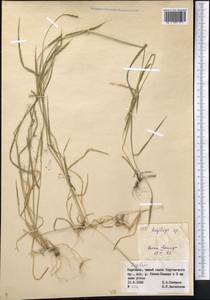 Aegilops, Middle Asia, Northern & Central Tian Shan (M4) (Kyrgyzstan)