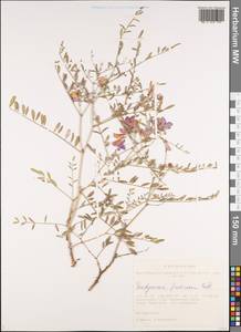 Corethrodendron fruticosum (Pall.) B.H.Choi & H.Ohashi, Siberia, Altai & Sayany Mountains (S2) (Russia)