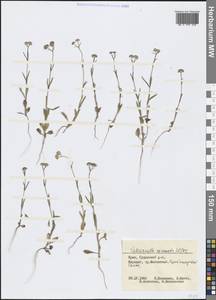 Valerianella coronata (L.) DC., Crimea (KRYM) (Russia)