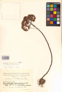 Hylotelephium telephium (L.) H.Ohba, Eastern Europe, Lower Volga region (E9) (Russia)