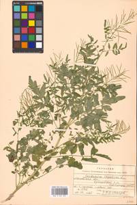 Cardamine impatiens L., Eastern Europe, Moscow region (E4a) (Russia)