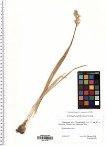 Ornithogalum fischerianum Krasch., Eastern Europe, Middle Volga region (E8) (Russia)