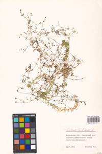 Galium trifidum L., Eastern Europe, Moscow region (E4a) (Russia)