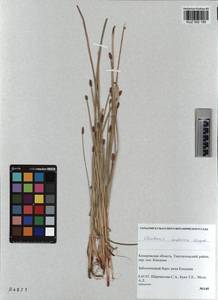 KUZ 002 189, Eleocharis mamillata subsp. austriaca (Hayek) Strandh., Siberia, Altai & Sayany Mountains (S2) (Russia)