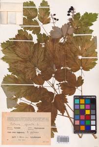 Actaea spicata L., Eastern Europe (no precise locality) (E0)
