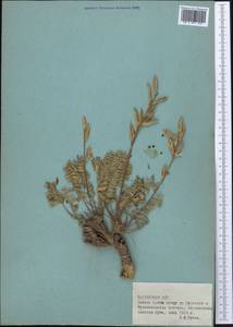 Oxytropis, Middle Asia, Pamir & Pamiro-Alai (M2) (Tajikistan)