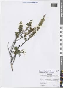 Spiraea crenata subsp. crenata, Eastern Europe, Lower Volga region (E9) (Russia)