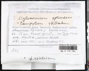 Hylocomium splendens (Hedw.) Schimp., Bryophytes, Bryophytes - Krasnoyarsk Krai, Tyva & Khakassia (B17) (Russia)