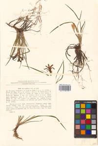 Iris uniflora Pall. ex Link, Siberia, Russian Far East (S6) (Russia)