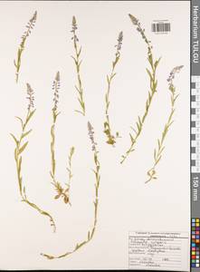 Polygala vulgaris L., Eastern Europe, Central region (E4) (Russia)