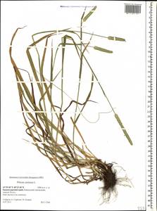 Phleum pratense L., Caucasus, Krasnodar Krai & Adygea (K1a) (Russia)