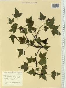 Ribes mandshuricum (Maxim.) Kom., Botanic gardens and arboreta (GARD) (Russia)