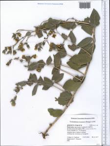 Trichodesma incanum Bunge, Middle Asia, Pamir & Pamiro-Alai (M2) (Kyrgyzstan)