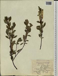 Salix pulchra Cham., Siberia, Yakutia (S5) (Russia)