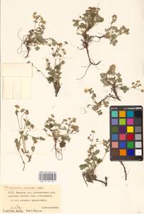 Potentilla cinerea subsp. incana (G. Gaertn., B. Mey. & Scherb.) Asch., Eastern Europe, Belarus (E3a) (Belarus)