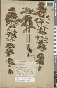 Hypericum maculatum Crantz, Eastern Europe, Central forest region (E5) (Russia)