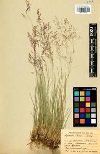 Agrostis vinealis Schreb., Siberia, Baikal & Transbaikal region (S4) (Russia)