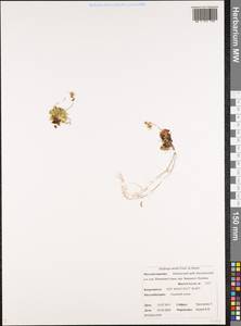 Micranthes merkii subsp. merkii, Siberia, Chukotka & Kamchatka (S7) (Russia)
