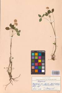 Trifolium repens L., Eastern Europe, North-Western region (E2) (Russia)