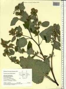 Arctium minus (Hill) Bernh., Eastern Europe, Central region (E4) (Russia)