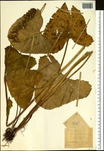 Ligularia sibirica (L.) Cass., Siberia, Western (Kazakhstan) Altai Mountains (S2a) (Kazakhstan)