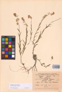 Polygala nicaeensis subsp. mediterranea Chodat, Eastern Europe, Central forest-and-steppe region (E6) (Russia)