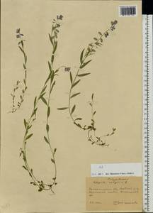 Polygala vulgaris L., Eastern Europe, West Ukrainian region (E13) (Ukraine)