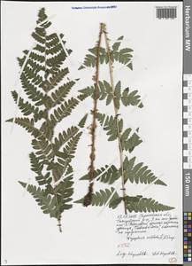 Dryopteris cristata (L.) A. Gray, Eastern Europe, Lower Volga region (E9) (Russia)