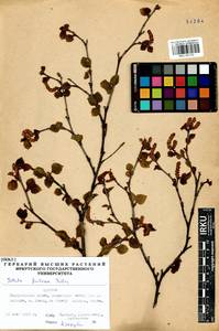 Betula fruticosa Pall., Siberia, Baikal & Transbaikal region (S4) (Russia)