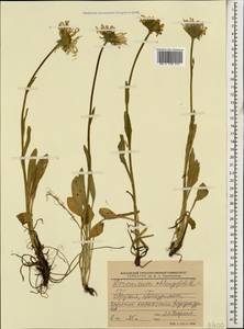 Doronicum oblongifolium A. DC., Caucasus, Georgia (K4) (Georgia)